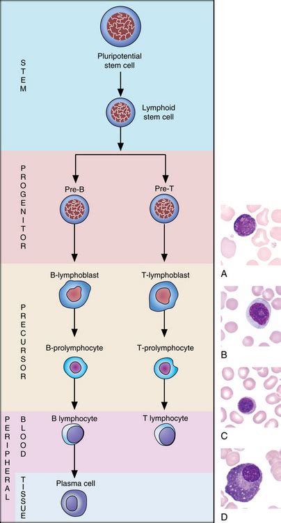 Image result for Lymphocyte Precursor