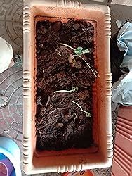 AARNA EXOTICS Vegetable Fruits and Herb Seeds Combo- 36 Varieties,1810 ...