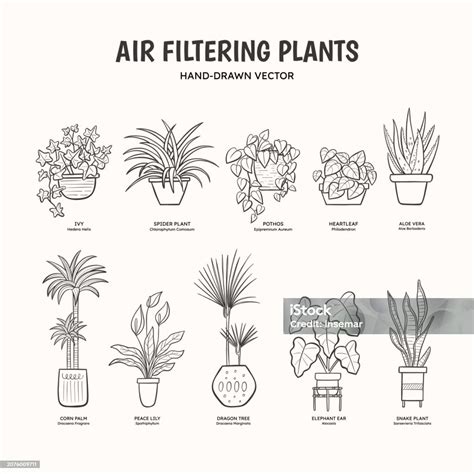 Air Filtering Plants Lineart Stock Illustration - Download Image Now ...