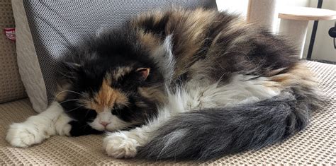 Image result for Otel Spring Boot