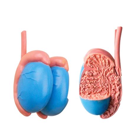 Image result for Male Reproductive System Torso Model