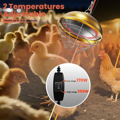 Ultimate Heat Lamp for Chickens: Your Go-To Guide for Cozy Coops! - Dog ...