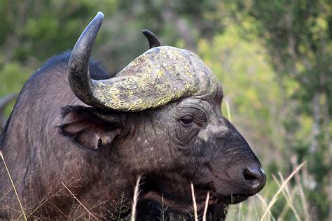 Free Images : nature, wildlife, horn, fauna, bull, animals, horns ...
