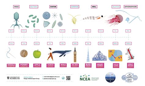 The power of plankton: Advancing our understanding of the role and value of plankton as marine ...