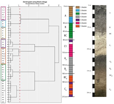 Image result for How to Read a Dendrogram