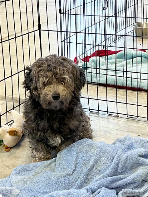 Midland Humane Society to take in 20 dogs saved from puppy mills