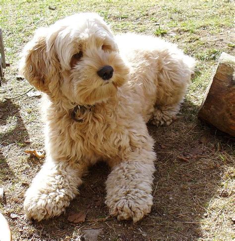 Image result for Standard Cockapoo