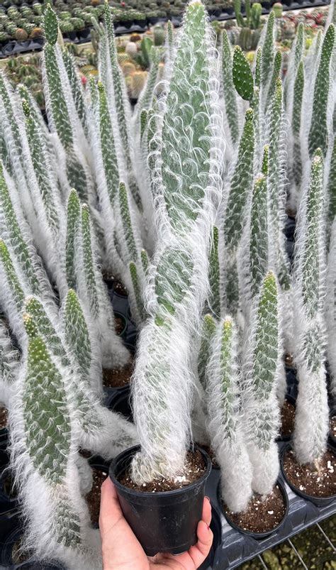 Large Old Man Cactus cephalocereus Senilis-bunny Cactus-cactus Senilis ...