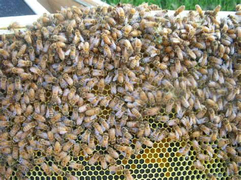 June 30th - Monthly Association Meeting - Guest Speaker Doctor of ...