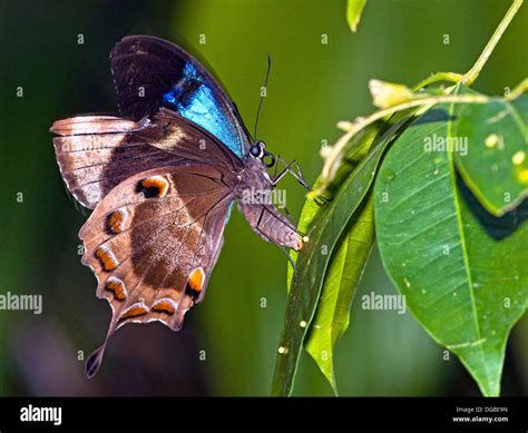 Blue mountain swallowtail hi-res stock photography and images - Alamy