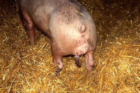 Erysipelas in Pigs: Causes, Signs and Methods of Treatment - Agric4Profits