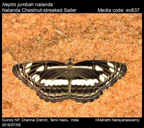 Neptis jumbah | Butterfly