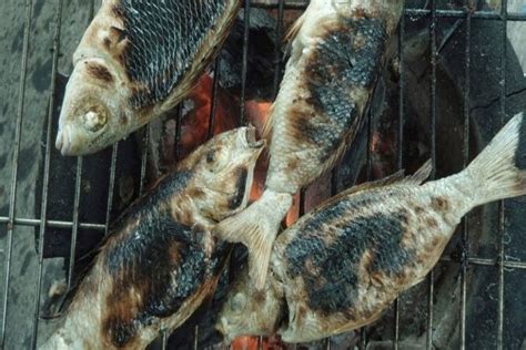 Nha Trang fishing and snorkeling tour with BBQ 2021 - Viator