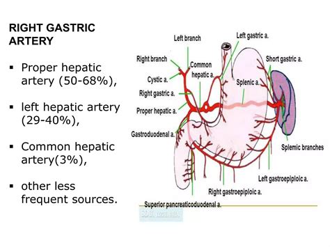 Short Gastric Artery