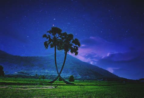 Palm Tree Symbolism and Meaning on Whats-Your-Sign