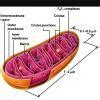 name two cell organelles which are semi autonomous. In what respect are ...