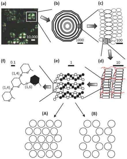 A Review of Starch Biosynthesis in Relation to the Building Block ...