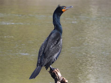 Double-crested Cormorant - eBird
