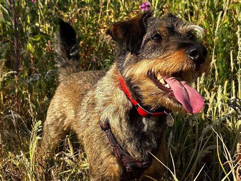 Image result for Jackapoo Dog