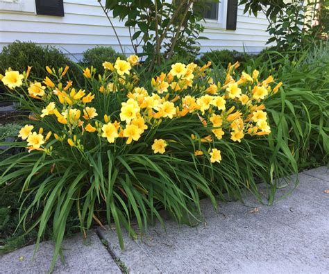 How to grow Stella d'Oro daylily: professional advice | Homes and Gardens