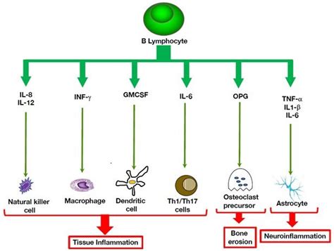 B Cells at the Cross-Roads of Autoimmune Diseases and Auto-Inflammatory ...
