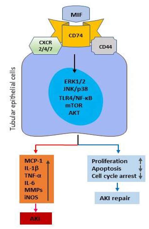 Macrophage Migration Inhibitory Factor (MIF) as a Stress Molecule in ...