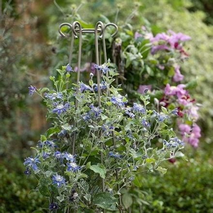 Buy Indian mallow syn. Abutilon × suntense Corynabutilon × suntense ...