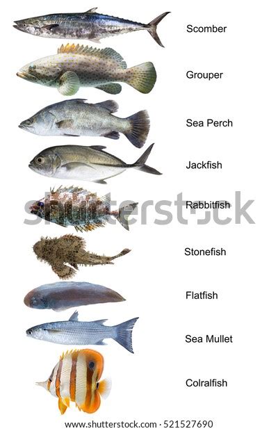 Image result for Fish Shell Argparse Examples