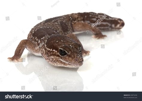 Jungle African Fattailed Gecko Hemitheconyx Caudicinctus ...