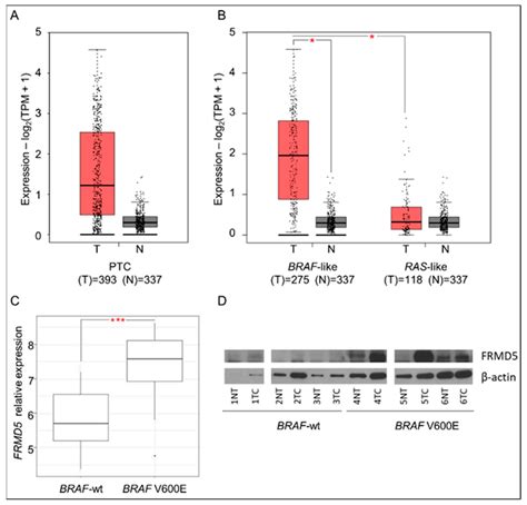 Analysis of the Role of FRMD5 in the Biology of Papillary Thyroid Carcinoma