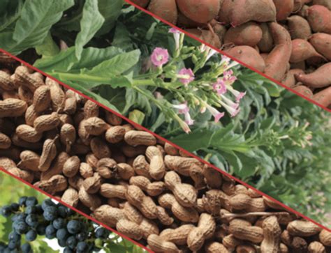 South Carolina Agriculture 的图像结果