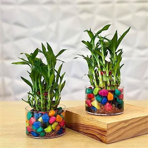 Unlimited Greens Combo Of 2 Lucky Bamboo Feng Shui Plants (2 Layer ...