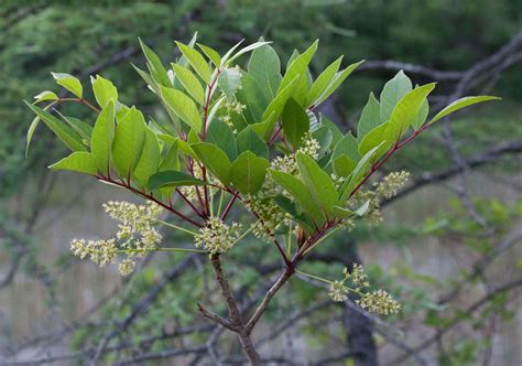 Poison Sumac Flower