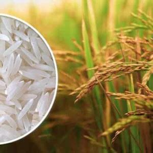 naturehils Rice Paddy Seeds, Miniket Paddy For Puja, Germination Paddy ...