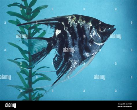 Freshwater Angelfish High Resolution Stock Photography and Images - Alamy