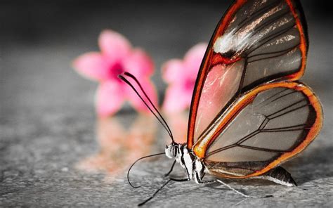 3D Butterfly Wallpaper (59+ images)