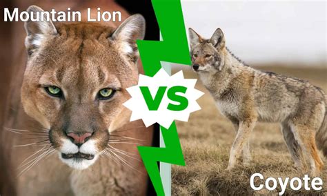 Mountain Lion Eats Coyote 的图像结果
