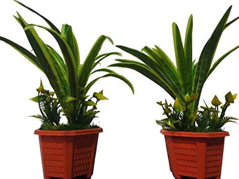 Buy Gujarat Flower Supplier Sun of India Plant Combo Plant Best for ...