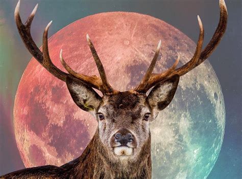LIMITED! Sat Night Full Buck Moon Paddle @ Bonnet House (Kayak or SUP ...
