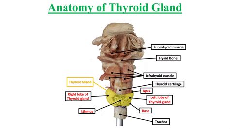 Anatomy (anatomy of thyroid gland) | PDF