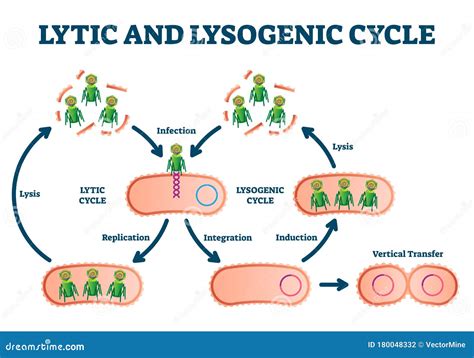 Lytic and Lysogenic Cycle Vector Illustration. Labeled Educational ...