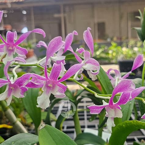 Dendrobium Orchid Plant Den.(King Cobra x Warawan)T- 164 Mature Bushy ...
