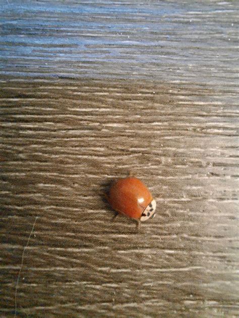 Ladybug Without Spots