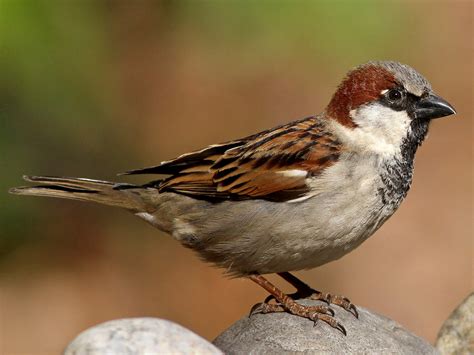 House Sparrow - eBird