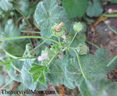 A Brief Guide To Edible Weeds - Survival Mom