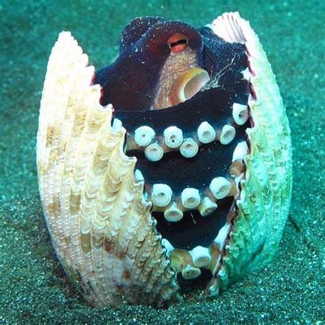 Octopus Shell | Ocean creatures, Beautiful sea creatures, Ocean animals