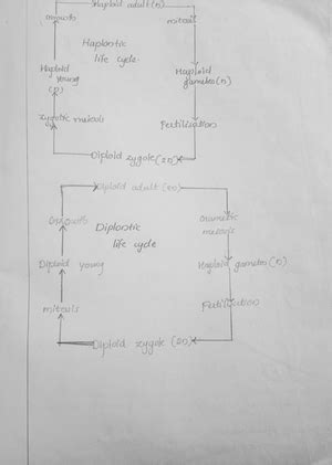 Classification of kingdom Protista - Zoology - Studocu