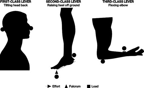Third Class Lever 的图像结果