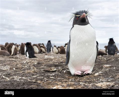 Rockhopper Penguin (Eudyptes chrysocome), subspecies western rockhopper ...