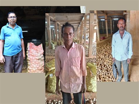 Rotting Potatoes and Government Silence: A Crisis Is Brewing in Bengal ...